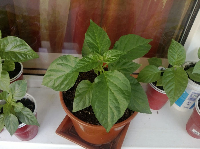 Bhut Jolokia negru