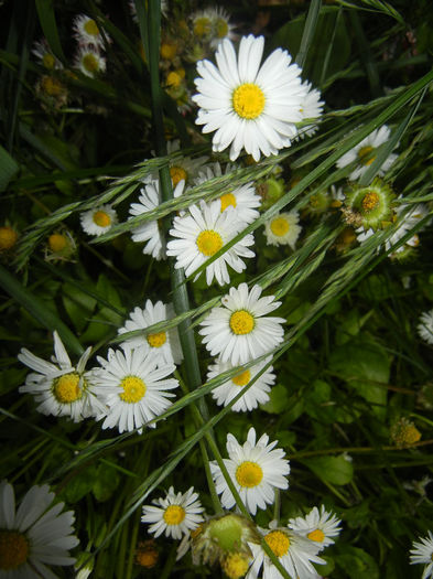Bellis perennis (2014, May 18) - BELLIS Perennis