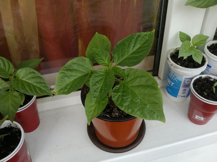 Dorset Naga - Bhut jolokia 2014