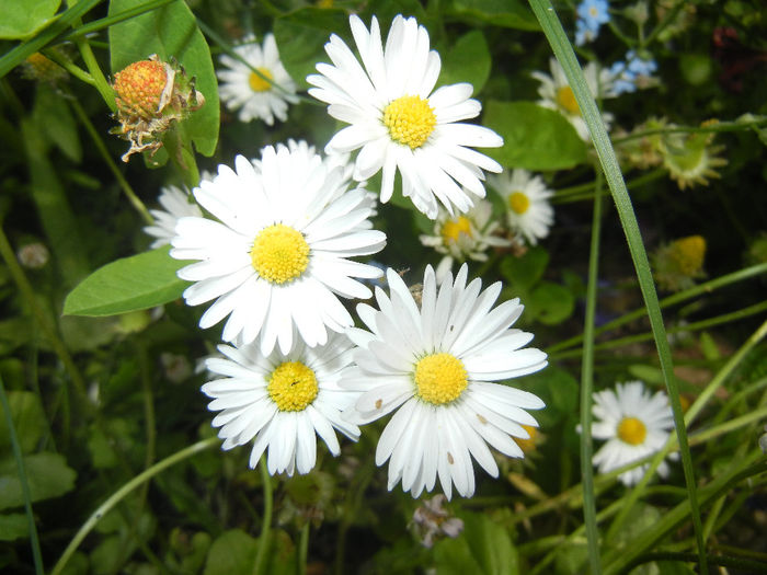 Bellis perennis (2014, May 18) - BELLIS Perennis