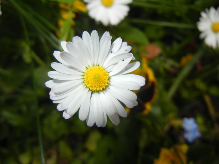 Bellis perennis (2014, May 18) - BELLIS Perennis