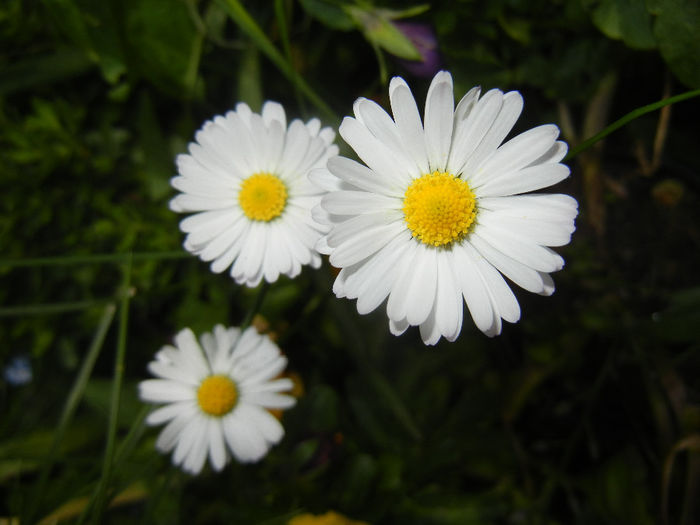 Bellis perennis (2014, May 18) - BELLIS Perennis