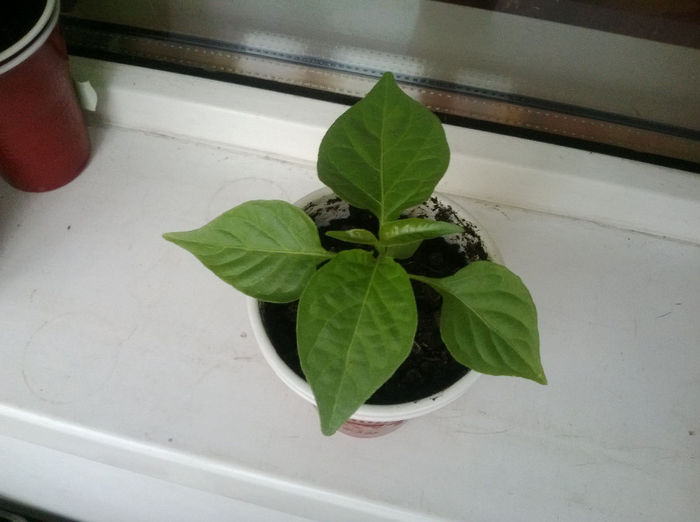 Naga Morich; seria 2
