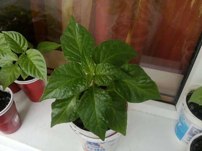 Fatalii - Fatalii 2014