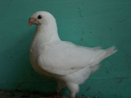 97144933_ZPTRZLZ3 - m---PORUMBEI VANDUTI