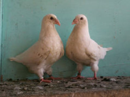 97245635_PFCSIDO3 - m---PORUMBEI VANDUTI