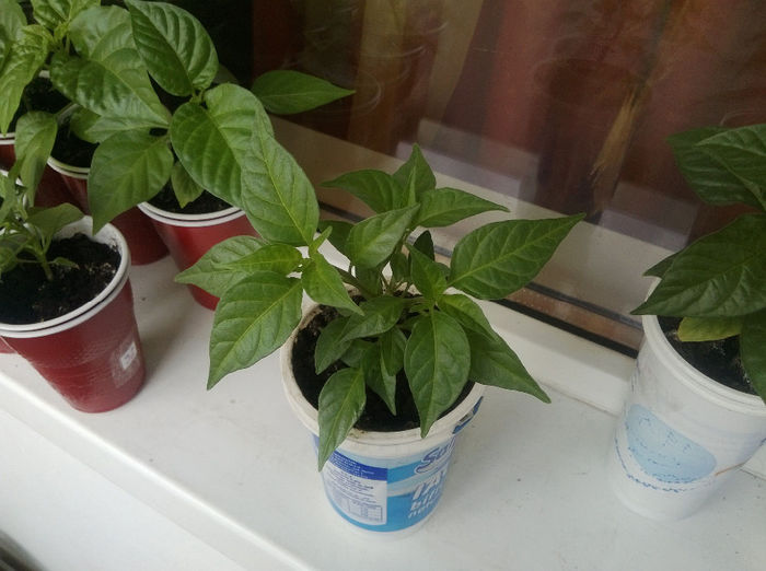 Habanero Paper Lantern