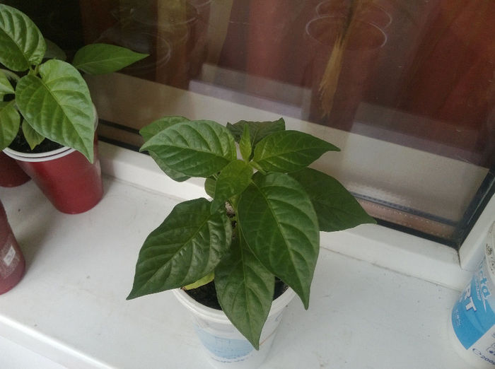 Faria; Trinidad Scotch Bonnet
