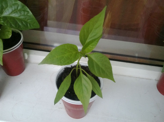 Peter  Pepper galben