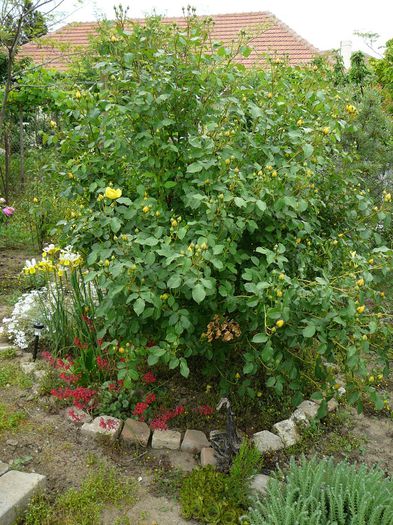 gradina in 2014 -23 mai 008 - gradina in 2014