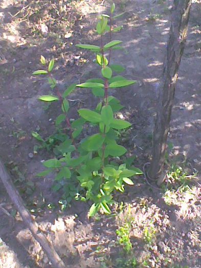 Imag2338 - Lonicera k boabe de miere AFINE DE SIBERIA