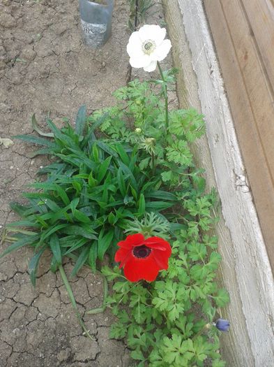 anemone - flori