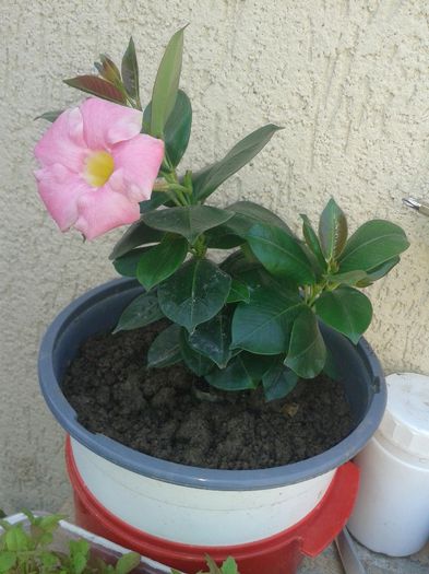 today;s pictures flori 033