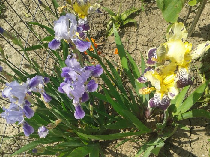 today;s pictures flori 040