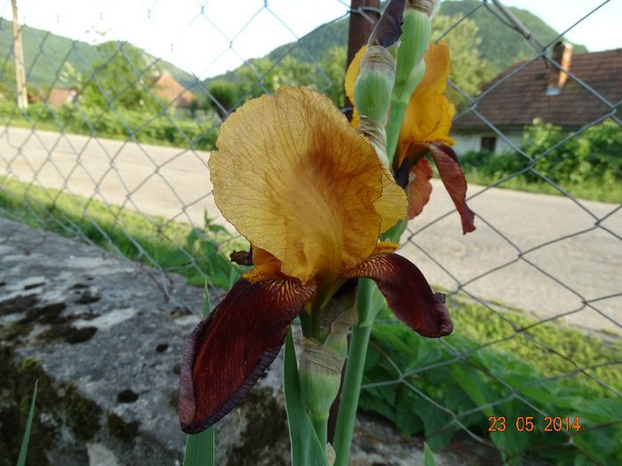 DSC03554