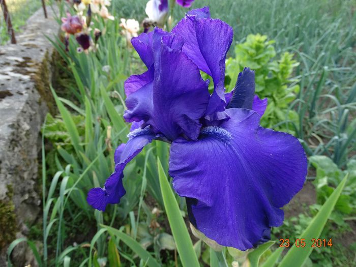 DSC03579