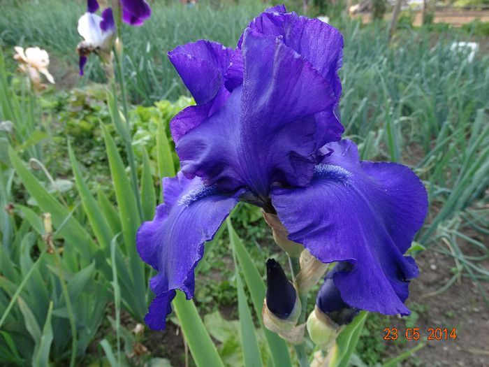 DSC03578