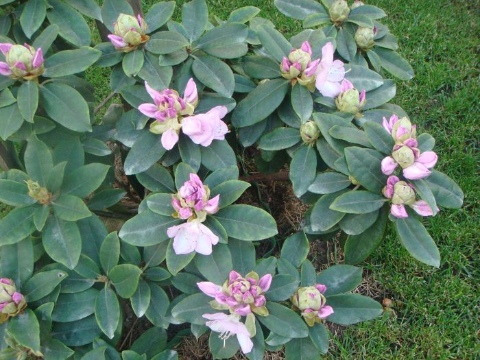 Rhododendron Gomer Waterer 22 mai - 5 - mai