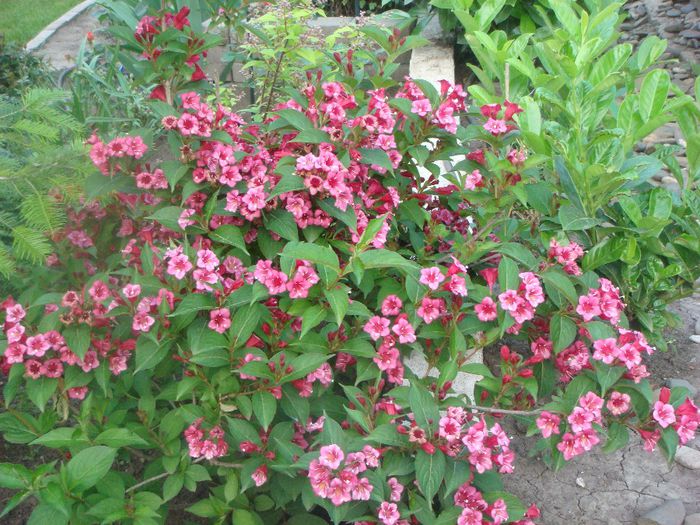 weigela Eva Rathke