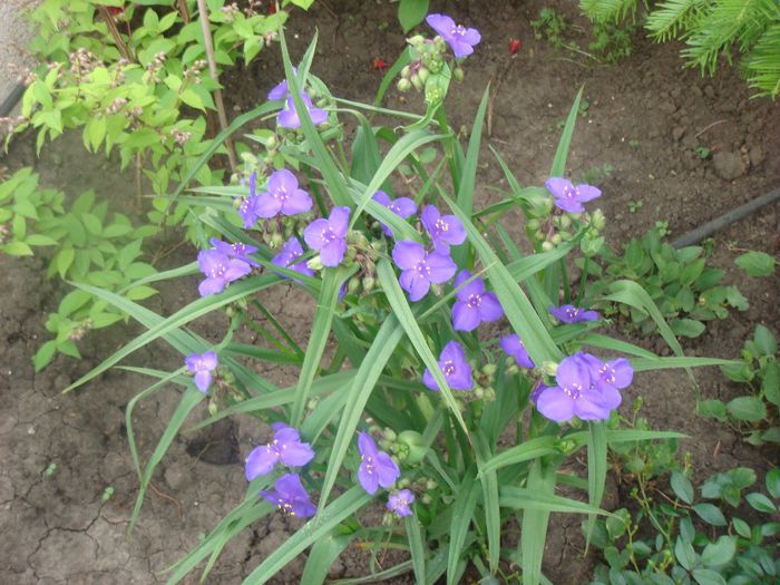 tradescantia 23 mai - 5 - mai