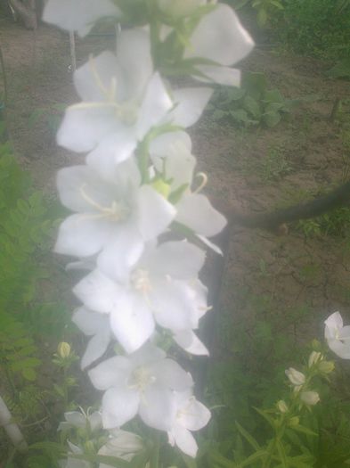 campanula alba