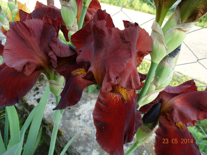 DSC03549