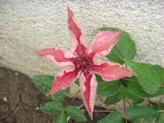 Pink Fantasy - Clematite 2014