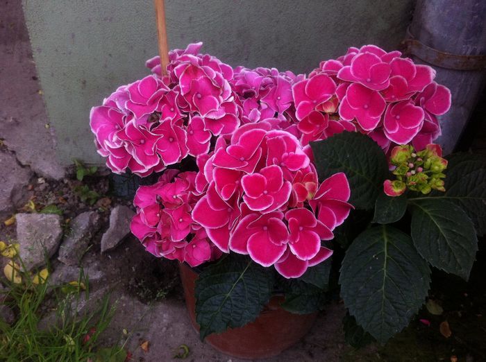 image - Flori de gradina 2014