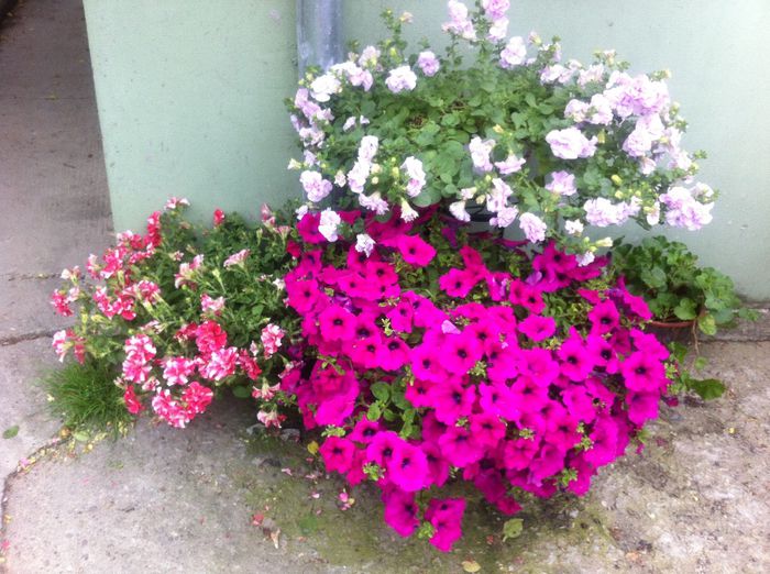 image - Flori de gradina 2014