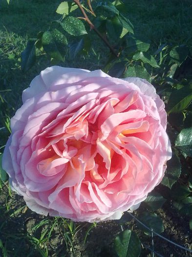 778 - Abraham Darby