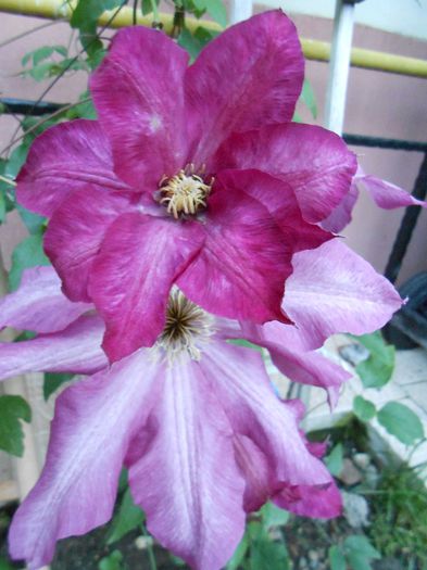 clematis Betty Risdon - yyy 2014 Trandafiri si clematite