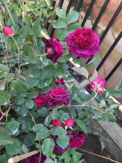 Munstead Wood - yyy 2014 Trandafiri si clematite