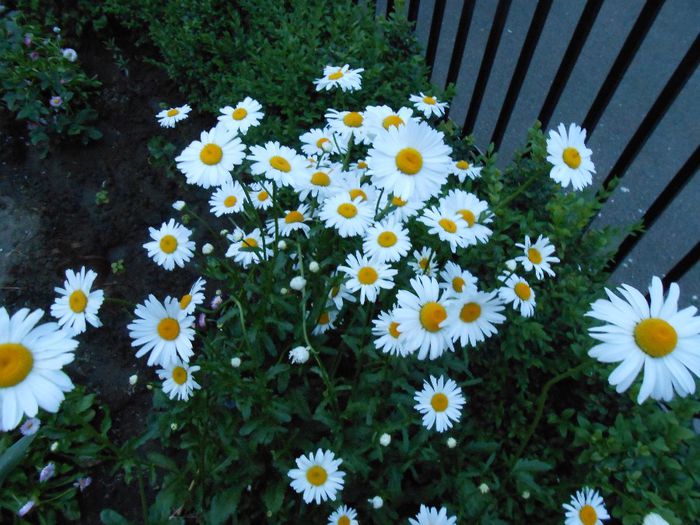 margarete - yyy 2014 gradina mea