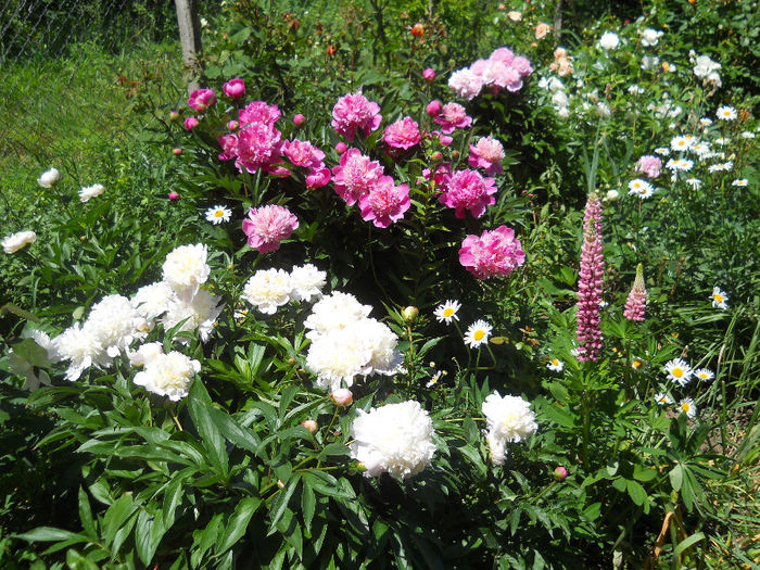 DSCN3480 - bujori 2014
