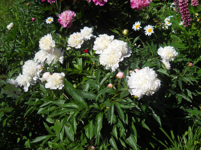 DSCN3481 - bujori 2014
