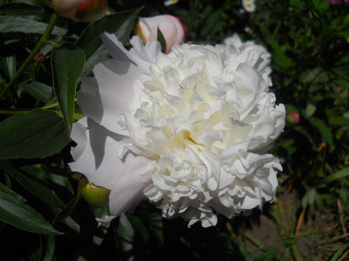 DSCN3506 - bujori 2014