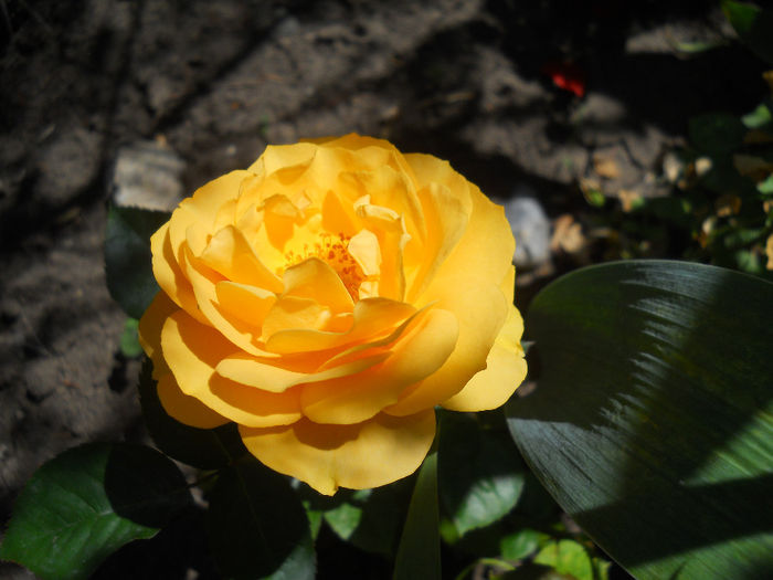 DSCN3476 - trandafiri 2014
