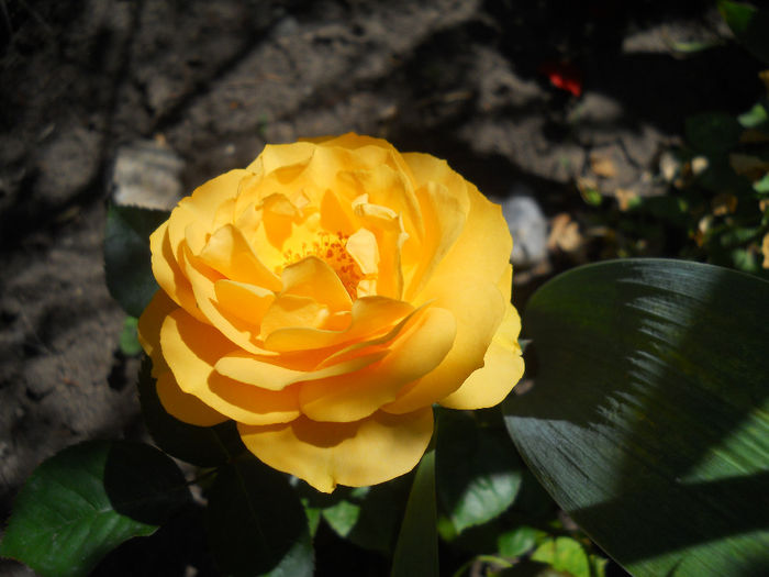 DSCN3476