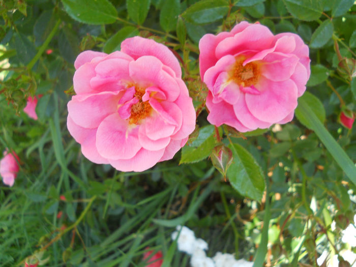 DSCN3477