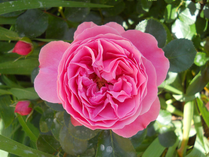 DSCN3478 - trandafiri 2014
