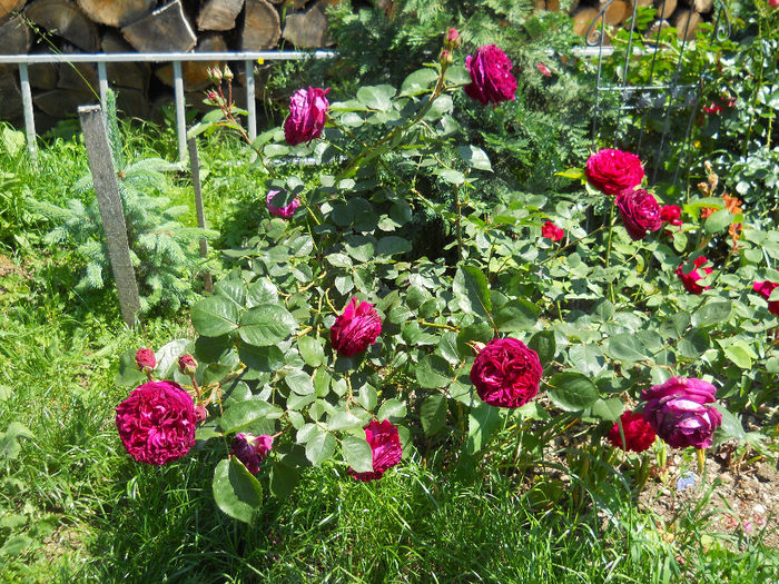 DSCN3496 - trandafiri 2014