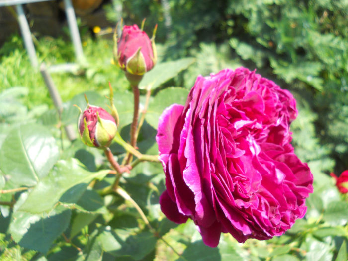 DSCN3493 - trandafiri 2014