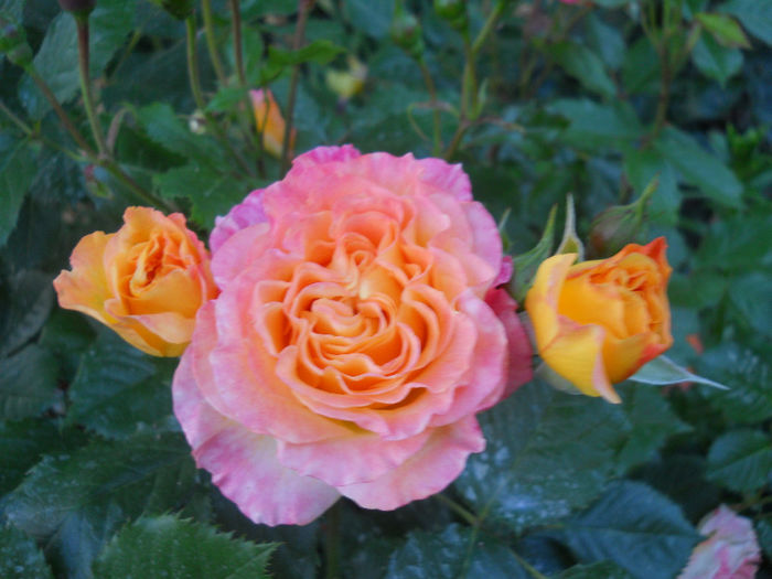 DSCN3552 - trandafiri 2014