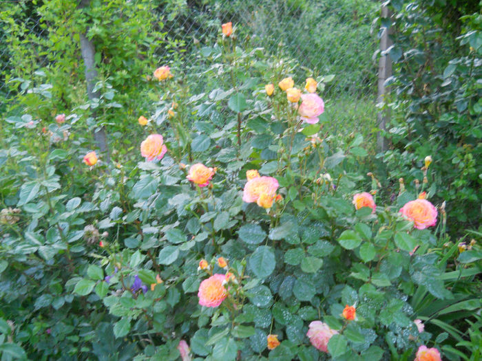 DSCN3557 - trandafiri 2014