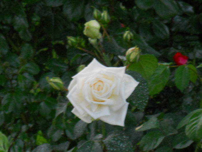 DSCN3556 - trandafiri 2014