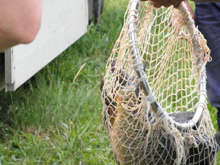 P5230180 - PESCUIT 2014