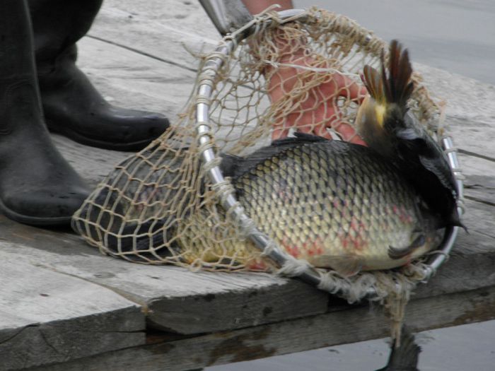 P5230181 - PESCUIT 2014