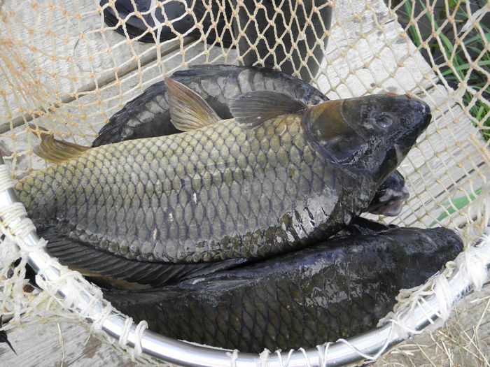 23.05.2014 - PESCUIT 2014