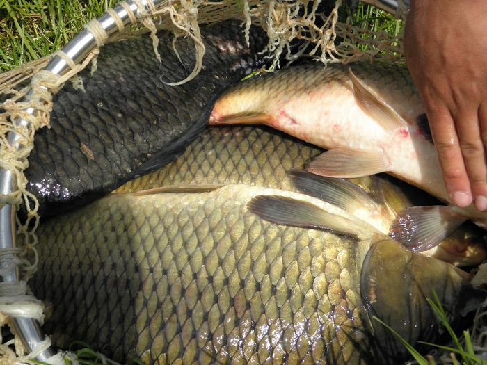 P5230230 - PESCUIT 2014