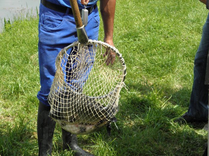 23.05.2014 - PESCUIT 2014